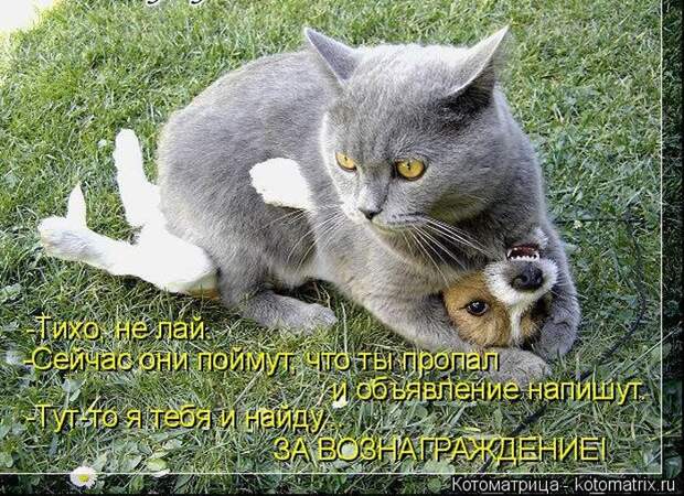 Лучшие котоматрицы недели