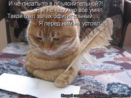 Отличная котоматрица для поднятия настроения (40 фото)
