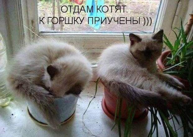 Кошачий фотопост! Кошачий фотопост! коты, юмор
