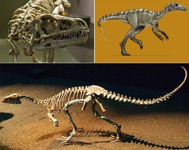 Интересные факты о динозаврах, Eoraptor lunensis
