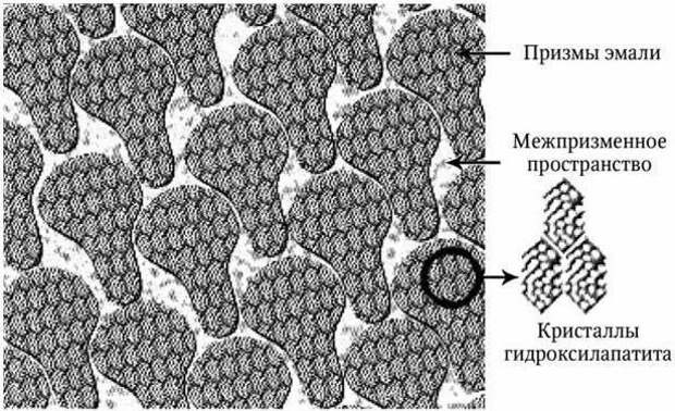 Гистологическое строение эмали. Строение эмали зуба гистология. Строение кристаллов эмали. Строение эмалевой Призмы гистология. Строение эмали гистология.