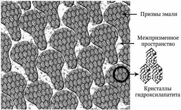 Кристаллы гидроксиапатита собираются в эмалевые призмы, между которыми обязательно есть пространства
