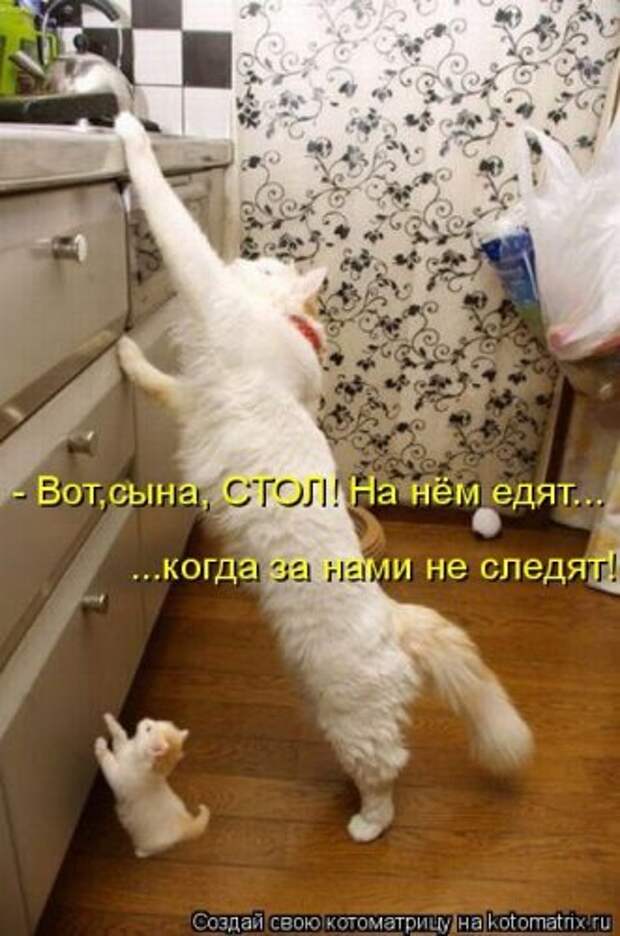 Веселая котоматрица