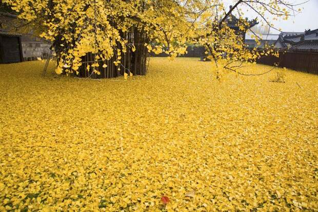 Ковёр из золотой листвы. 