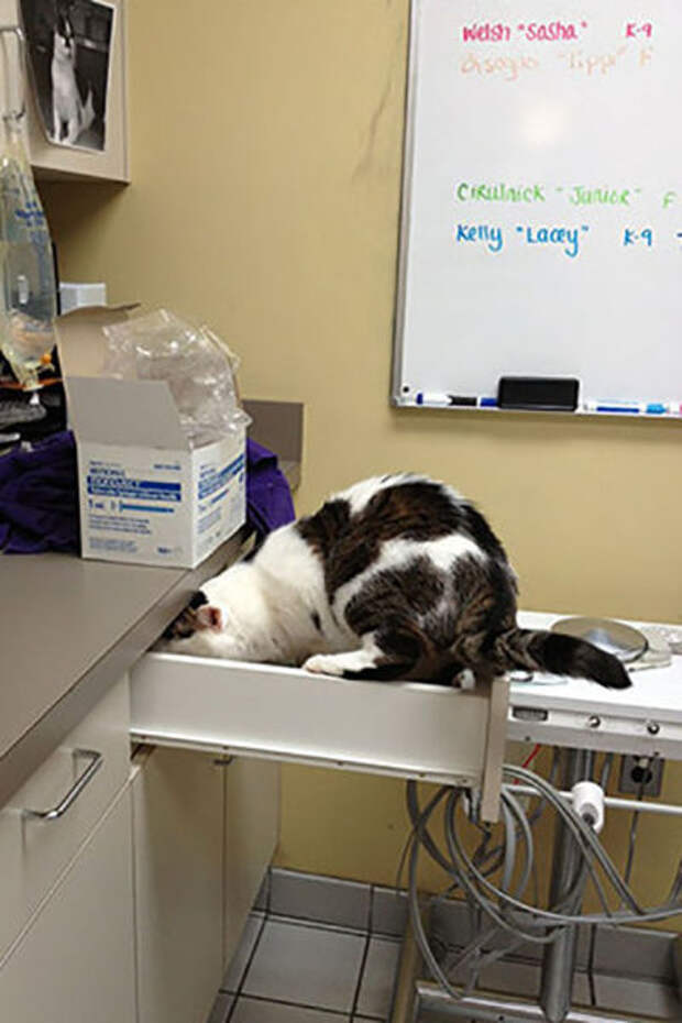 Pets Really Don’t Enjoy Visits to the Vet