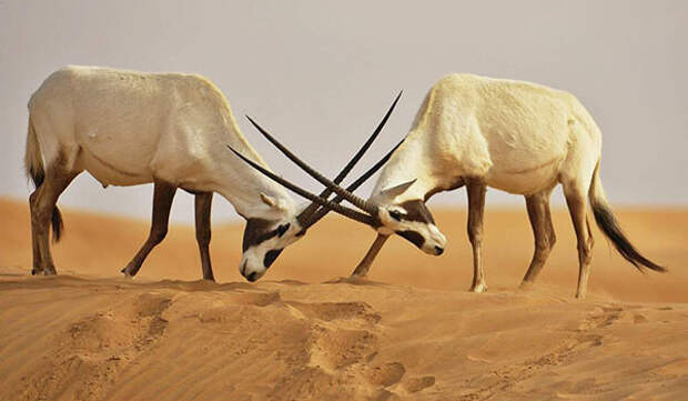 Фото: Самцы аравийского орикса
