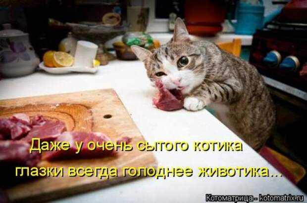 Свежая котоматрица (36 фото)