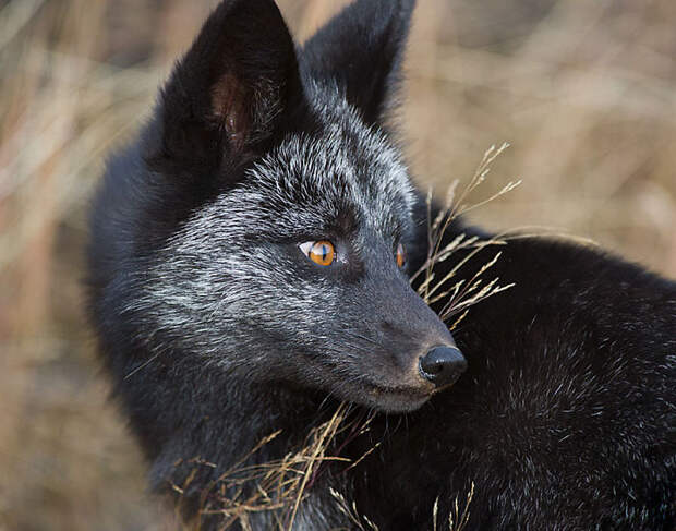 Black Silver Fox