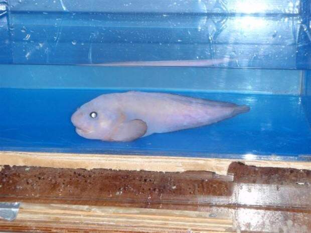 Морской слизень или псевдолипарис (лат. Pseudoliparis amblystomopsis) (англ. Snailfish)