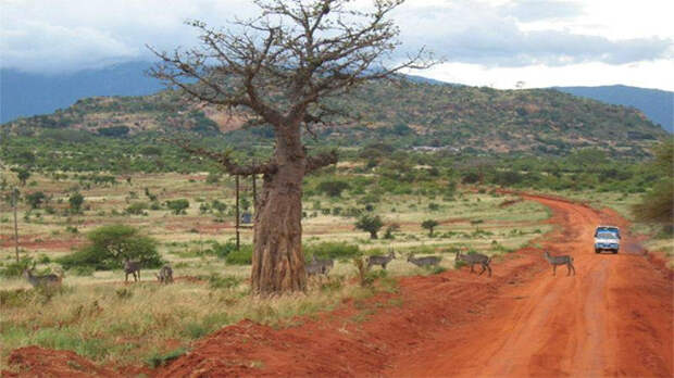 Национальный парк Тсаво в Восточной Кении