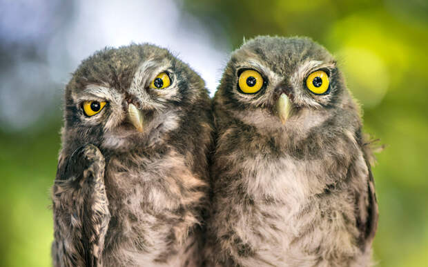 Annoying Owl Brother