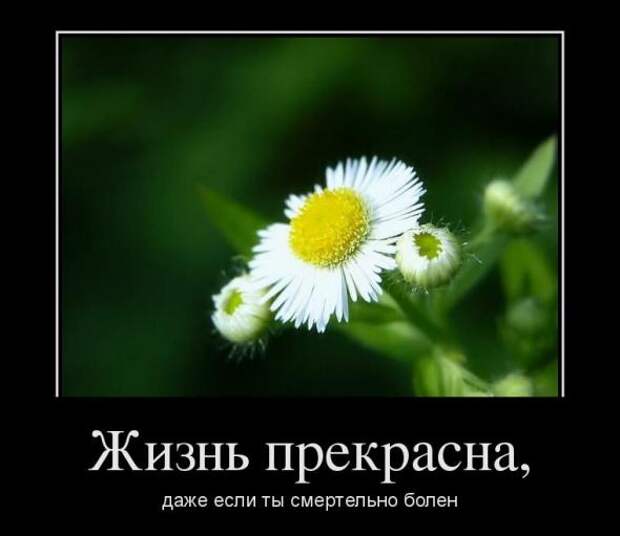 Демотиваторы " 101 %" 15/04/12