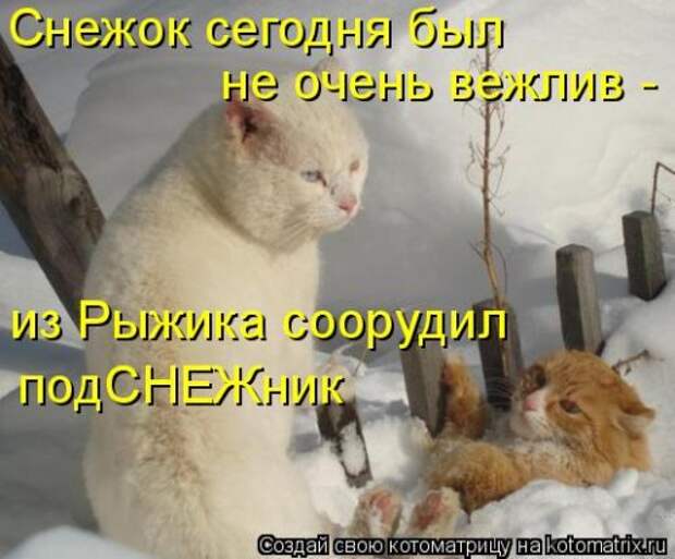 Новая котоматрица для всех (33 фото)