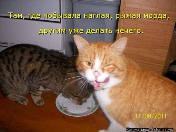 Котоматрица №36