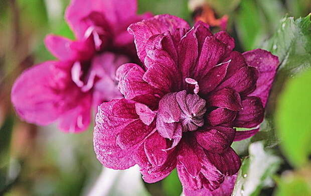 Клематис фиолетовый (C. viticella) Purpurea Plena Elegans