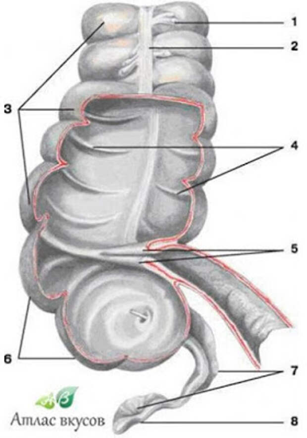 Вздутия стенки толстого кишечника называются а сфинктерами б клапанами в гаустрами г складками