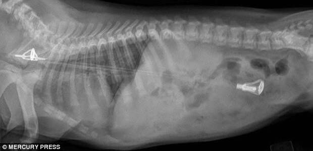 предметы извлеченные из желудков животных, рентгеновские снимки животных съевших предметы, необычные предметы съели животные