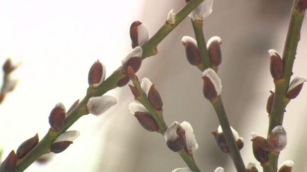 Александр Беглов поздравил петербуржцев с Вербным воскресеньем