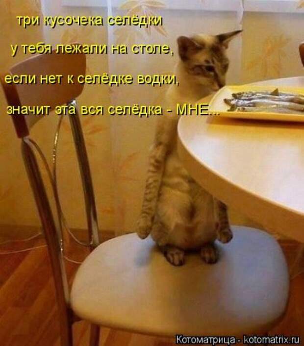 Забавные котоматрицы