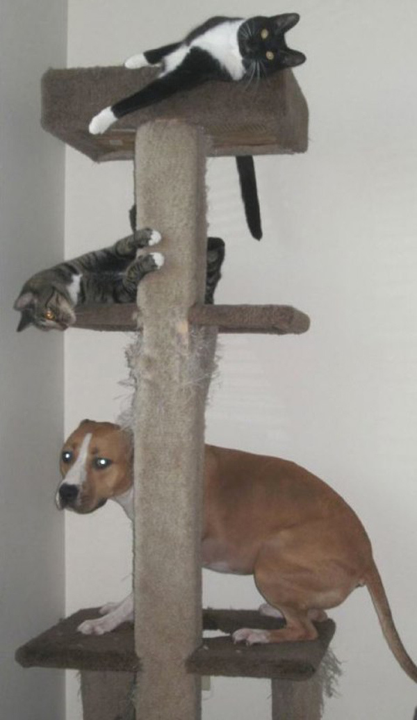 собаки на кошачьих деревьях (6)