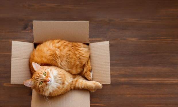 Ветеринар перечислила 7 признаков, что кошка вас любит, даже если кажется, что ей все равно