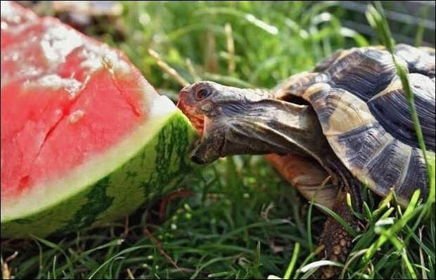 15 Animals eating watermelons (15 pics)