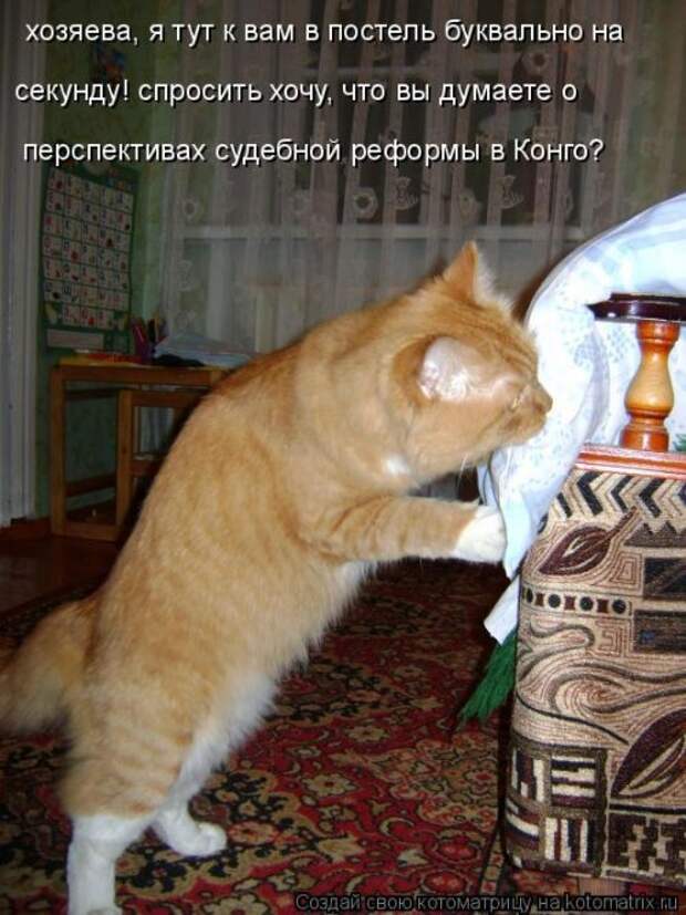 Новая котоматрица (30 фото)