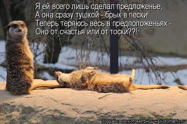Лучшие котоматрицы недели (50 фото)