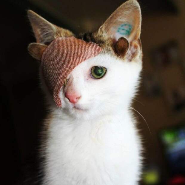 4 уха, 1 глаз и куча болячек: котенок-Франкенштейн покорил сердце сотрудницы приюта