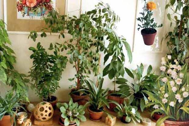 Комнатные растения: температура, полив, пересадка