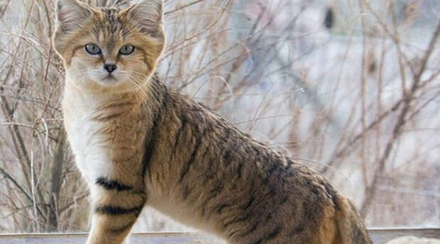 Потрясающие кошки, которые почти исчезли