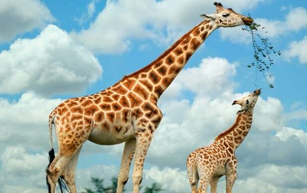 Узор из рыжих пятен у самых высоких животных планеты индивидуален, как и у зебры. /Фото: today.kz