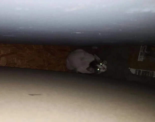 Без кота и жизнь не та