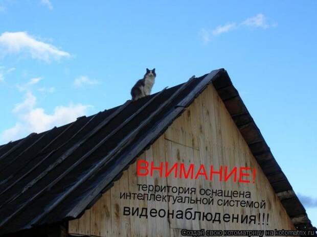 Котоматрицы :)