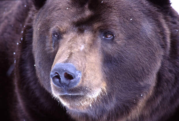 В Красноярске объявили режим повышенной готовности из-за медведей на улицах города