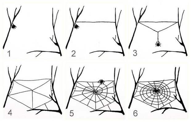 Как паук плетет паутину? вопросы, интересное, мир, наука, познавательно, факты