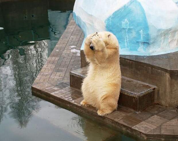 Забавные Животные