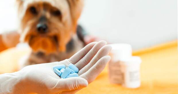 Количество иностранных поставщиков ветеринарных препаратов значительно сократилось