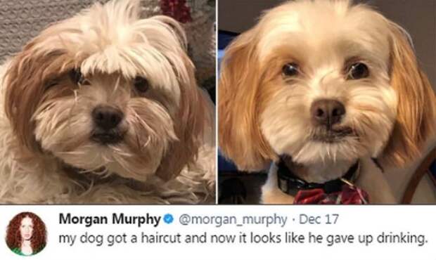 2673522 141 Dog memes youll want to show your dog even though he cant read (32 Photos)