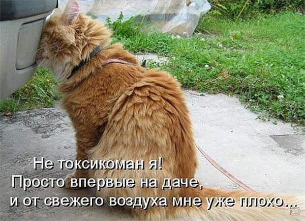 image (600x437, 243Kb)