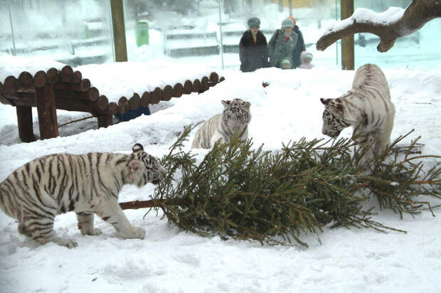 Новогодняя елка для тигров из Московского зоопарка