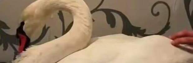 Белого лебедя с переломом спасли в Жетысу