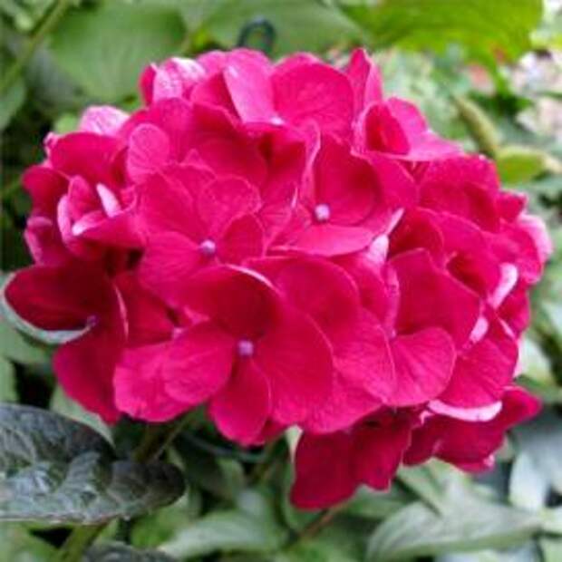 Гортензия крупнолистная (Hydrangea macrophylla)