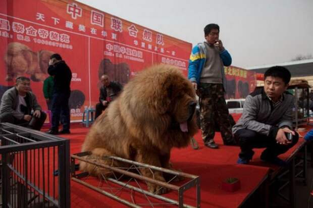 1447522703_tibetskiy_mastif_01 (700x466, 74Kb)