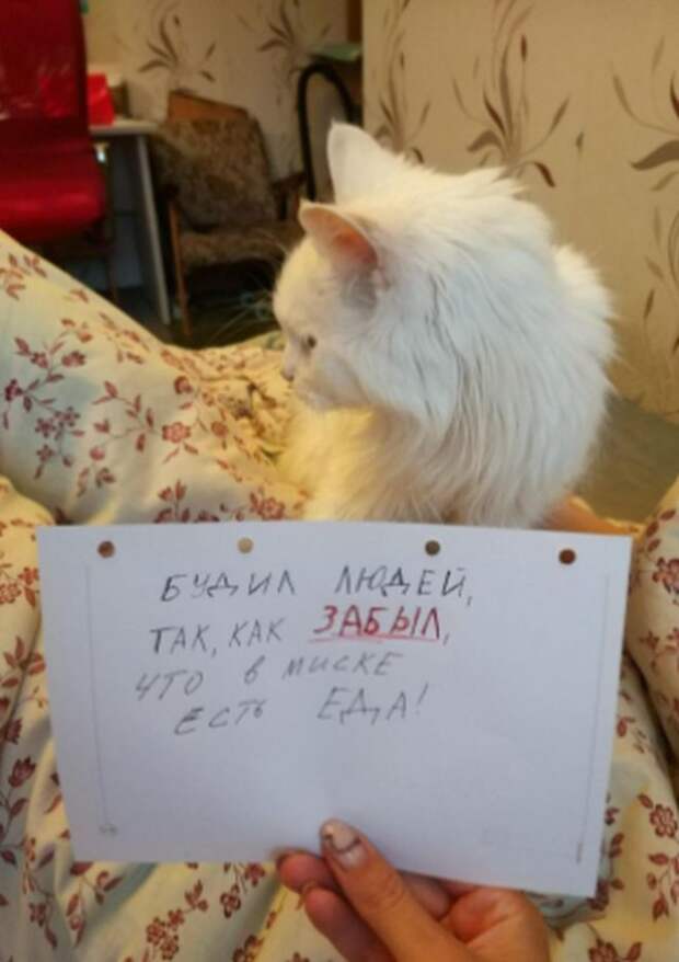 Пользователи рассказали, в чем провинились их коты