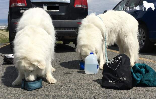Great Pyrenees