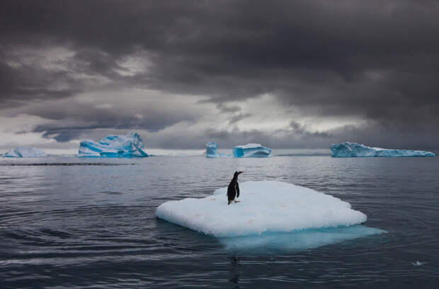 Папуанский пингвин на айсберге в Антарктиде