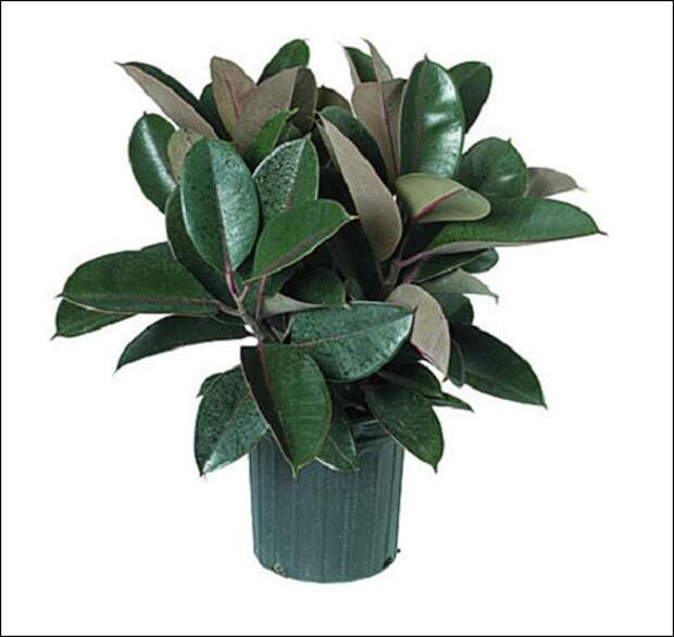 clip_image003