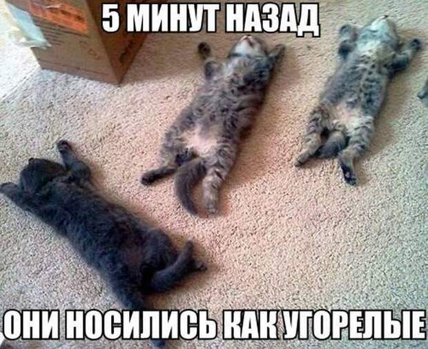 Смешные картинки с подписями Смешные картинки с подписями картинки, юмор