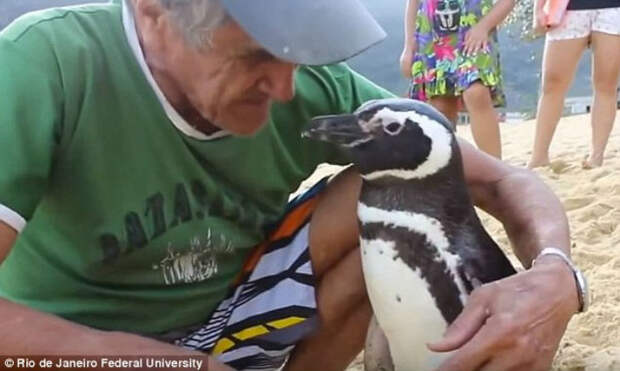 Пингвин каждый год проплывает более 8 тысяч километров, чтобы встретиться со своим спасителем